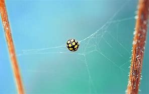 Image result for Giant Yellow Beetle