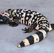 Image result for Slowest Lizard