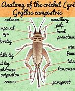 Image result for Insect Vampire Cricket