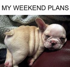 Image result for Long Weekend Dog Meme