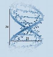 Image result for Golden Ratio DNA