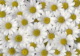 Image result for Retro Daisy Desktop Wallpaper