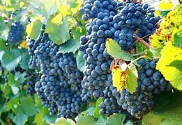 Image result for Grape Vine Plant