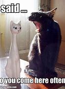 Image result for Deaf Cat Hilarious