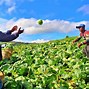 Image result for Helping Local Farmers