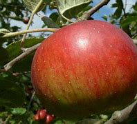 Image result for Red Duchess Apple