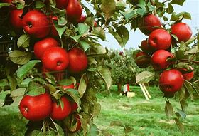 Image result for Colored Red Apple