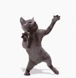 Image result for Happy Dance Cat Meme