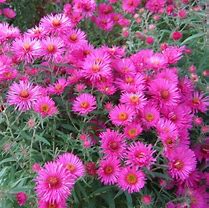 Image result for Aster novae-angliae Andenken an Alma Pötschke