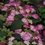 Image result for Hydrangea macrophylla Tiffany Lila