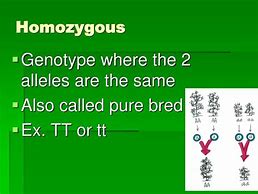 Image result for Homozygous Genotype Example