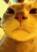 Image result for Cat Looking into Camera Meme
