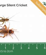 Image result for Silent Crickets