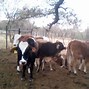 Image result for Tswana Cattle Breed
