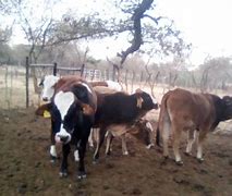 Image result for Tswana Cattle Breed