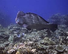 Image result for Great Barrier Reef heritage danger list
