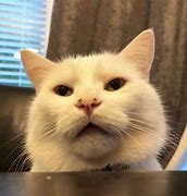 Image result for confused cats meme