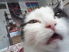 Image result for Taking Cat Pictures Meme