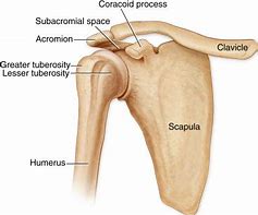 Image result for acromion