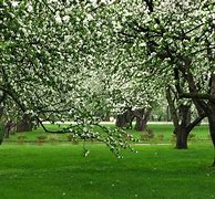 Image result for Apple Orchard