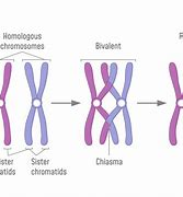 Image result for Genetic Crossing Over
