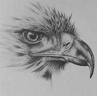 Image result for Bird Pencil Art