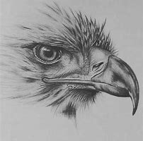 Image result for Drawing Eagle of Pencil Sketches