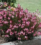 Image result for GAURA PINK