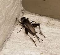 Image result for Common Texas Cricket
