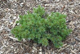 Image result for Pinus parviflora Hagoromo