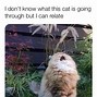 Image result for Staring Funny Cat Meme