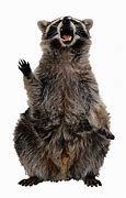 Image result for Raccoon No Background