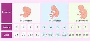 Image result for 2-3 Week Baby