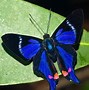 Image result for Real Blue Butterfly
