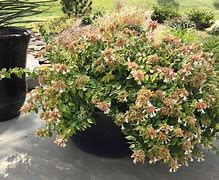 Image result for Abelia Kaleidoscope