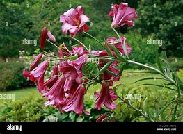 Image result for Lilium Pink Perfection