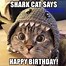 Image result for Cute Kitten Birthday Memes