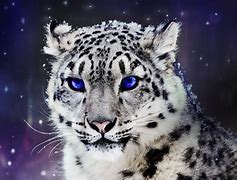 Image result for Purple Snow Leopard Wallpaper