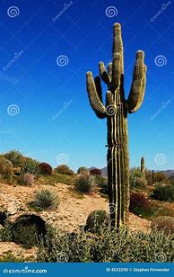 Image result for Stock Images Desert Cactus