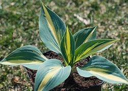 Image result for Hosta Magic Island