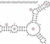 Image result for RNA Drawing