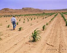 Image result for Desert Crops
