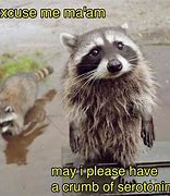Image result for Mean Raccoon Meme