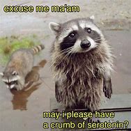 Image result for Crazy Raccoon Memes