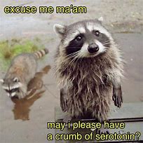Image result for Raccoon Trash Panda Meme