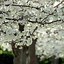 Image result for Spring Snow Crabapple Tree
