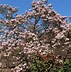 Bildergebnis für Magnolia soulangiana