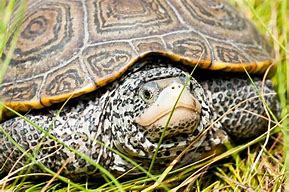 Image result for Malaclemys terrapin