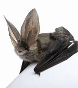 Image result for Grey Bat Animal