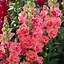 Image result for Madame Butterfly Snapdragon